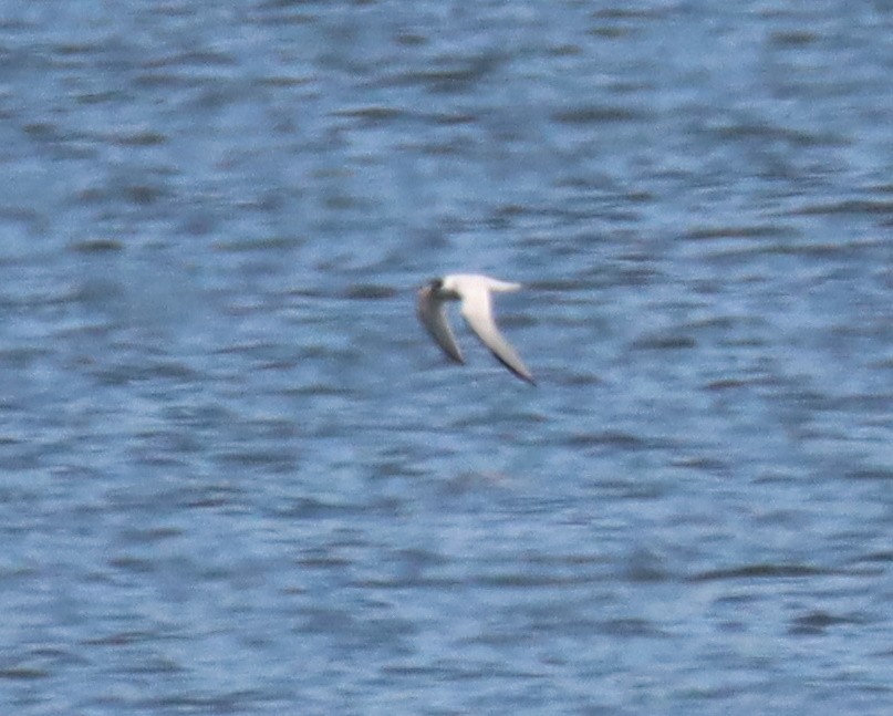 Least Tern - ML463592221