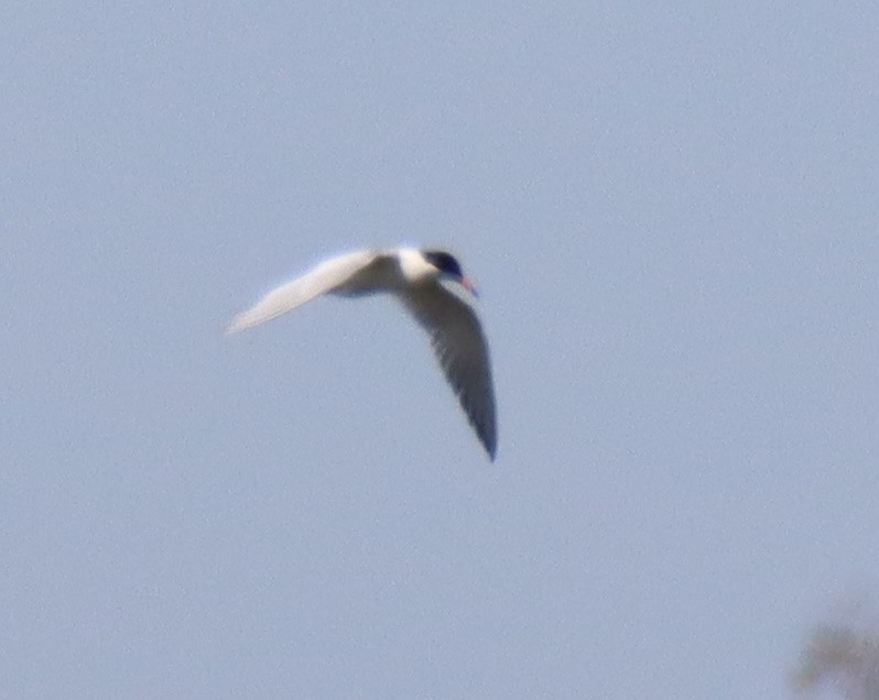 Forster's Tern - ML463592261