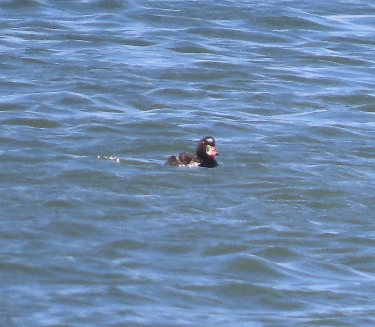 Surf Scoter - ML463593071