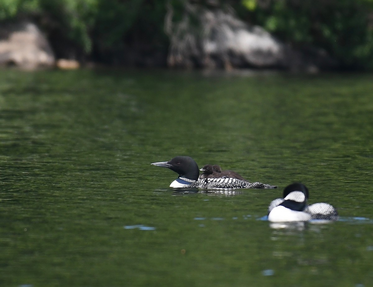 Common Loon - ML463593461