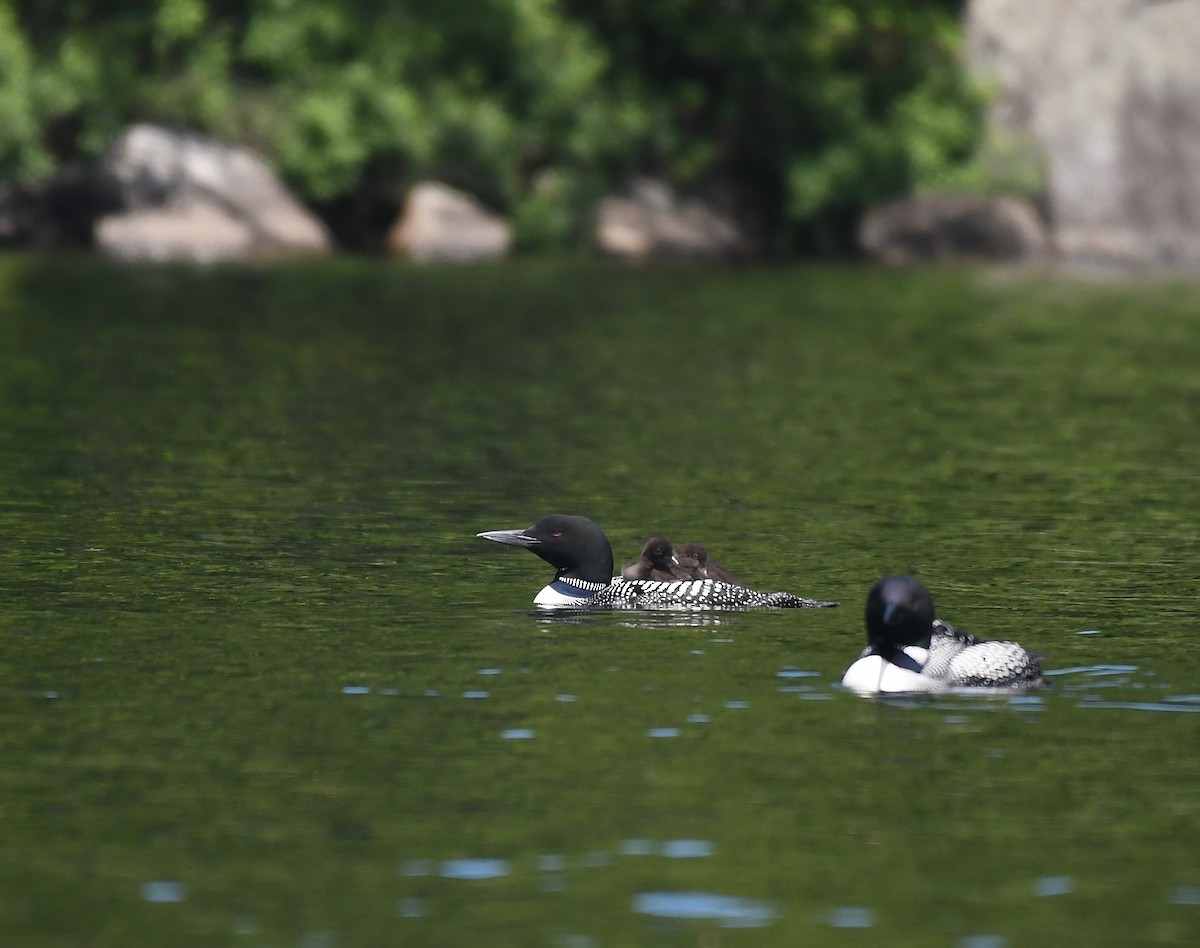 Common Loon - Peter Paul