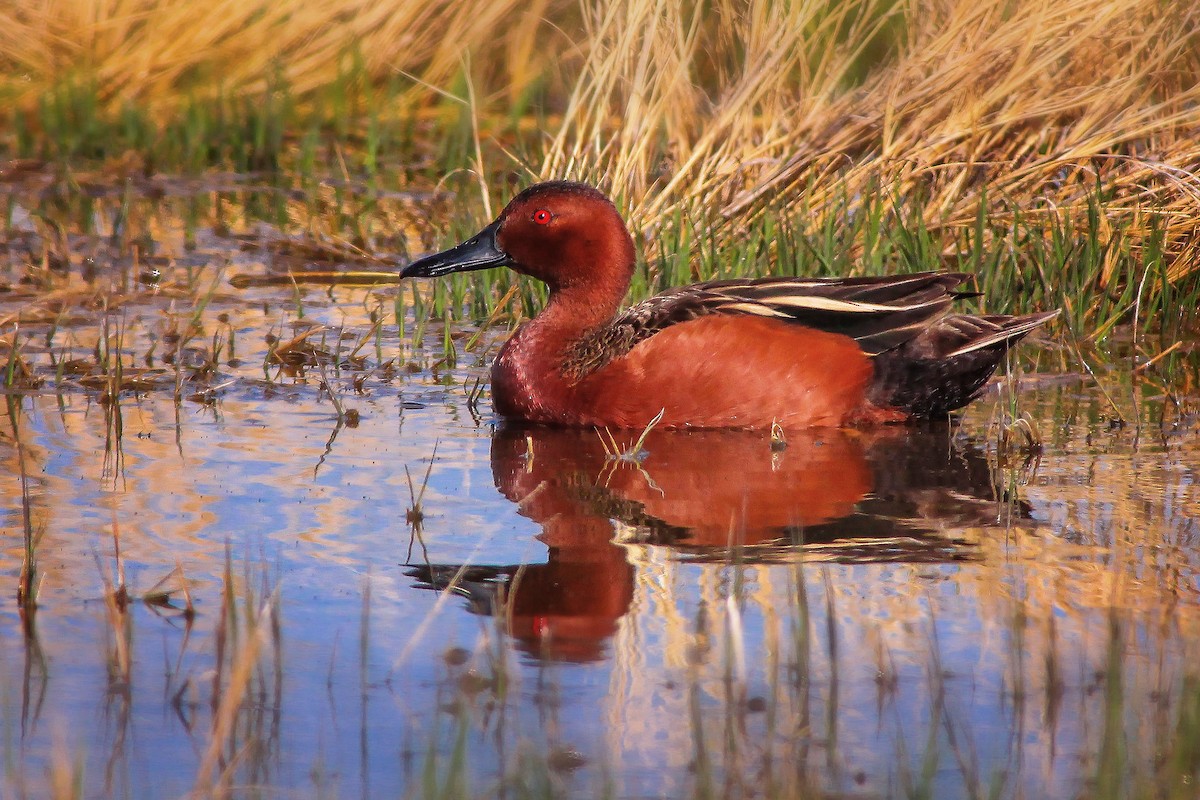 Cinnamon Teal - Matthew Pendleton
