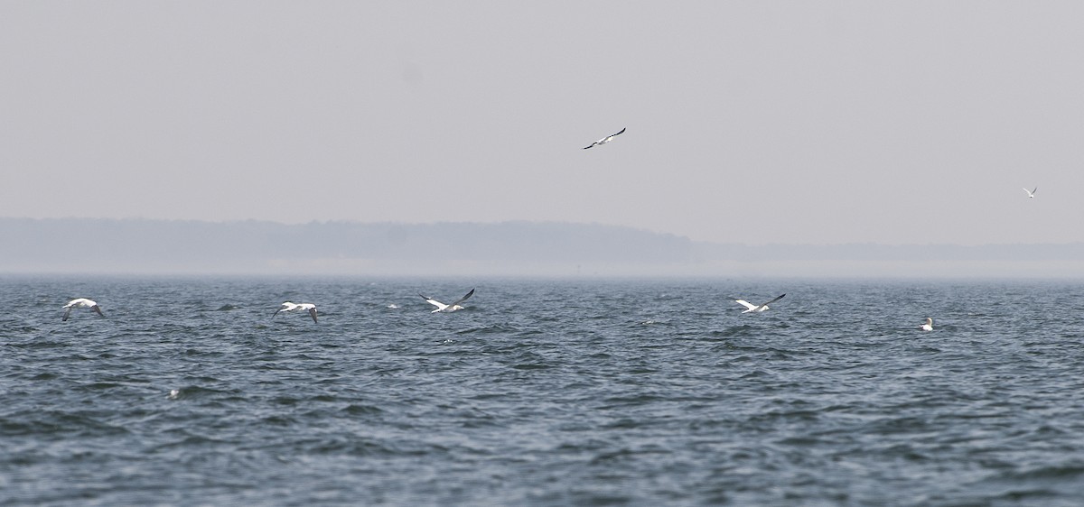 Northern Gannet - ML463595461