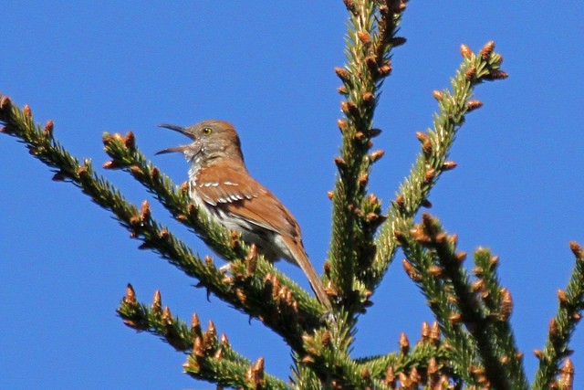 Brown Thrasher - ML46359601