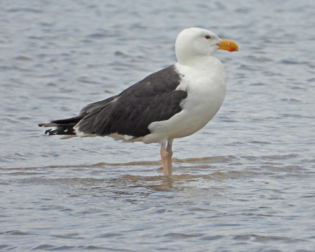 Great Black-backed Gull - ML463596971