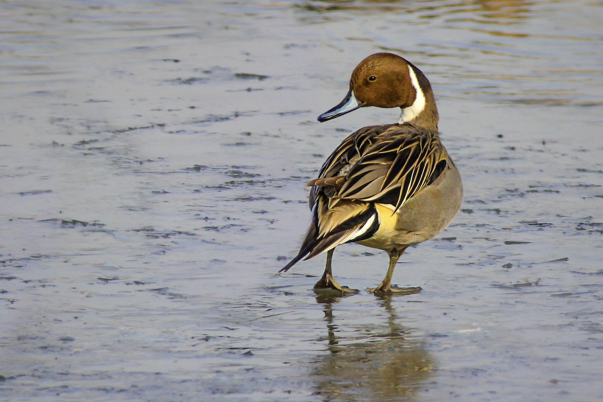 Northern Pintail - Matthew Pendleton