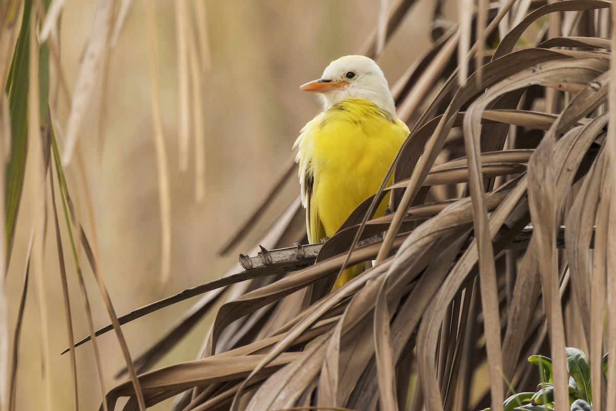 Great Kiskadee - ML463597471