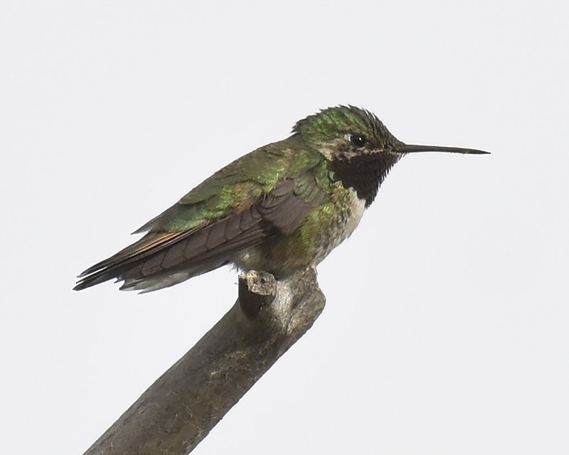 Broad-tailed Hummingbird - ML463597731