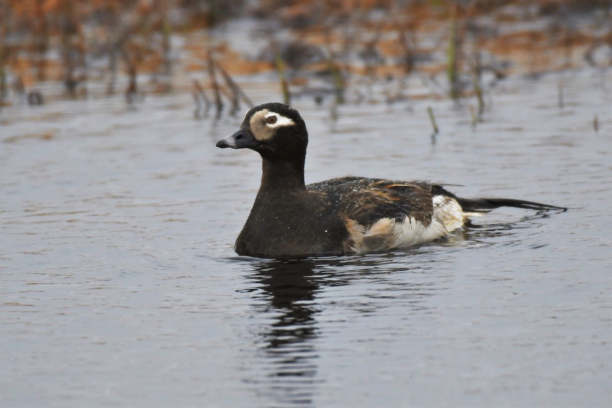 Long-tailed Duck - ML463598891