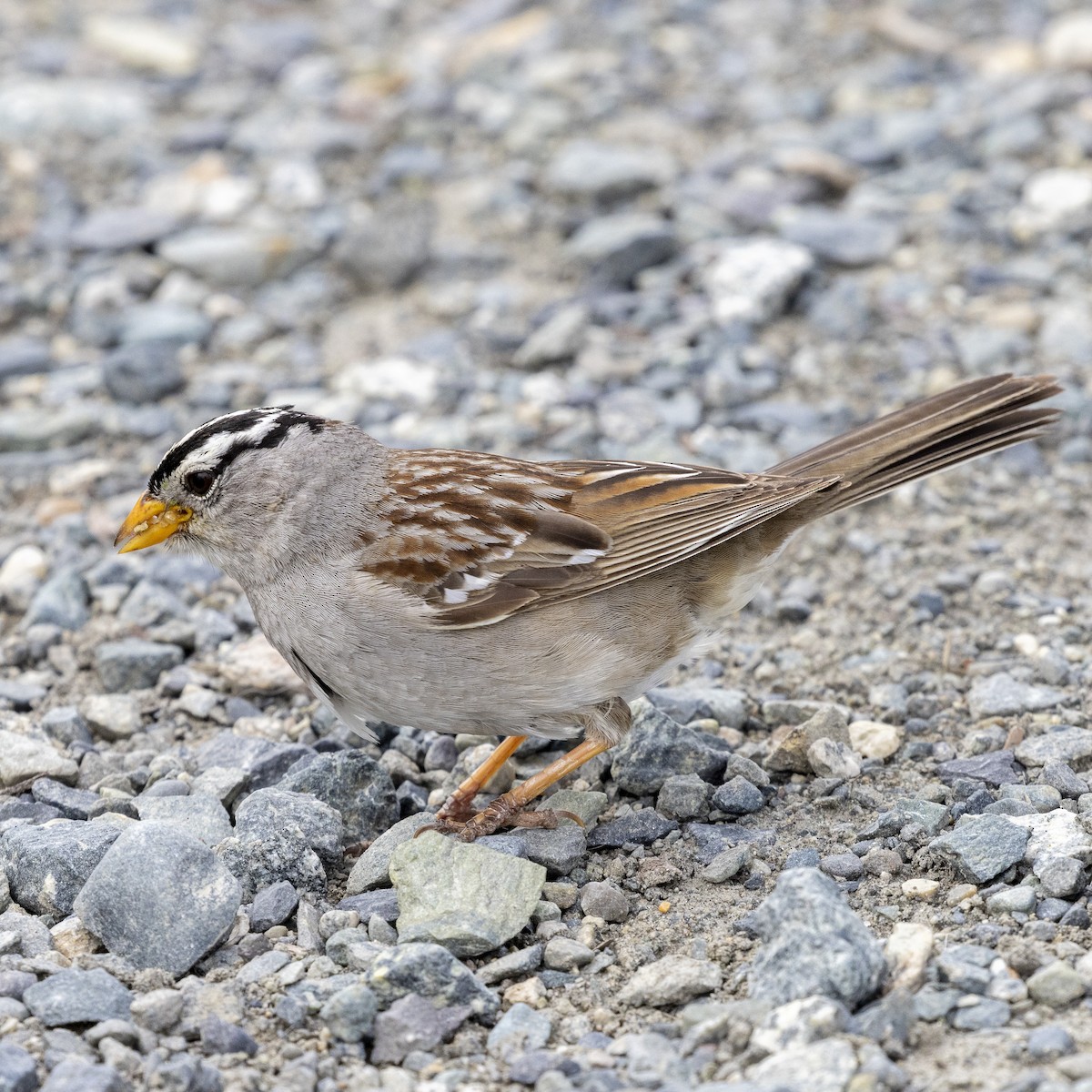 White-crowned Sparrow - ML463599381