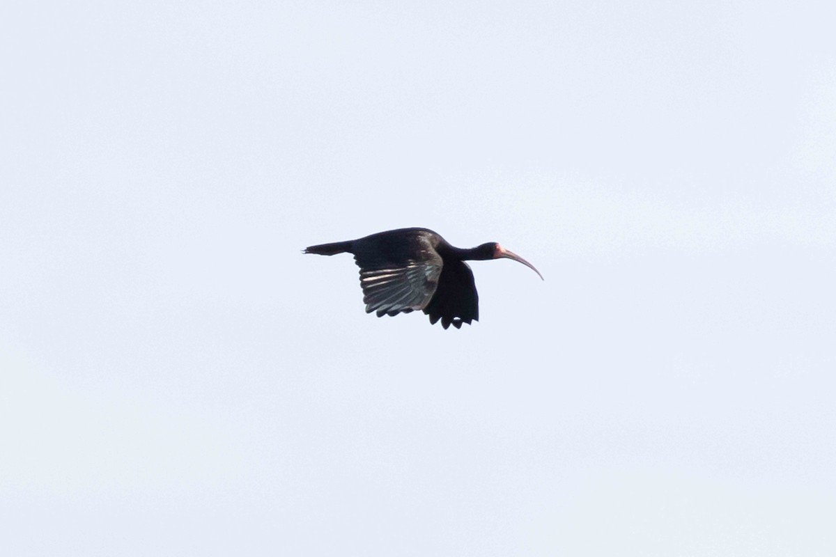 ibis tmavý - ML463599801