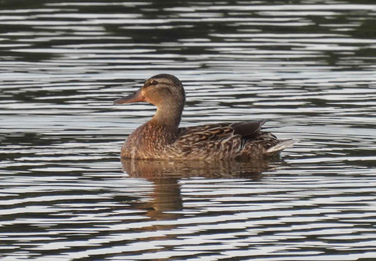 Mallard - ML463599811