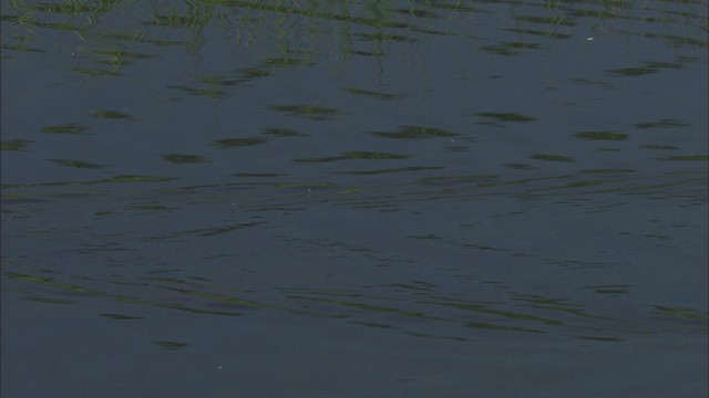 オオホシハジロ - ML463600