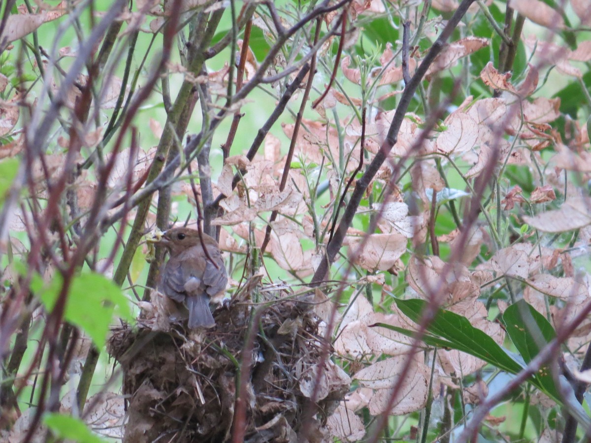 Indigo Bunting - ML463601021
