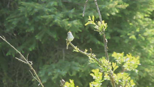 Alder Flycatcher - ML463602271