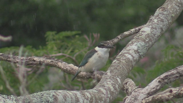 Martin-chasseur sacré - ML463605031