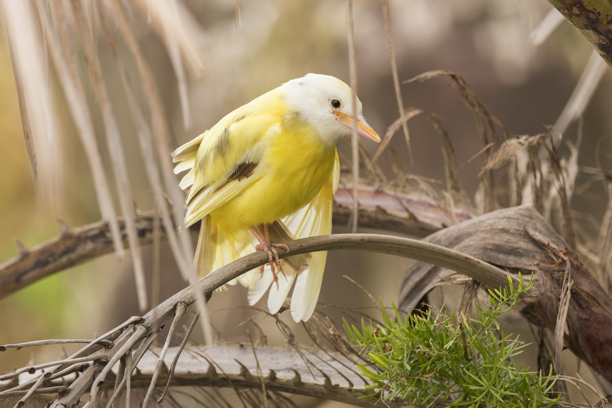 Great Kiskadee - Federico Rubio