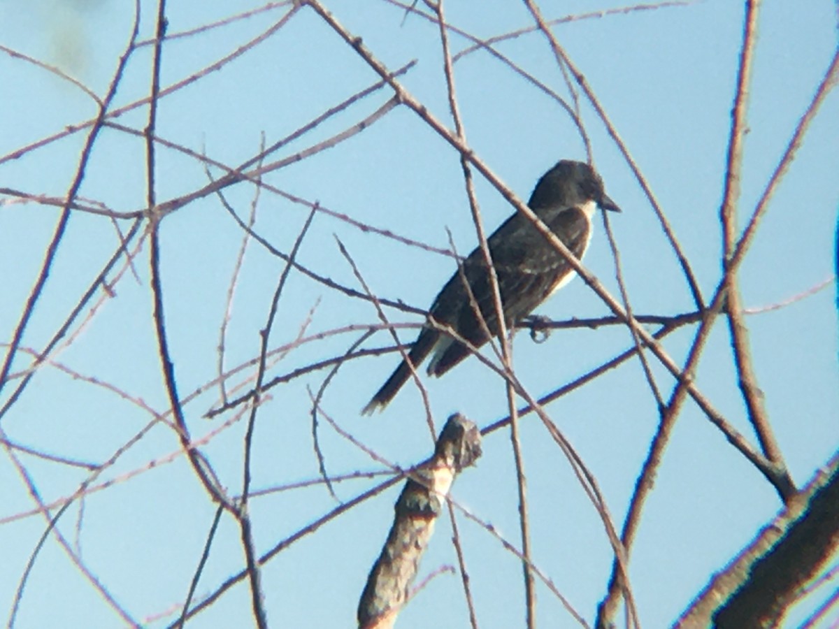 Eastern Kingbird - ML463606221