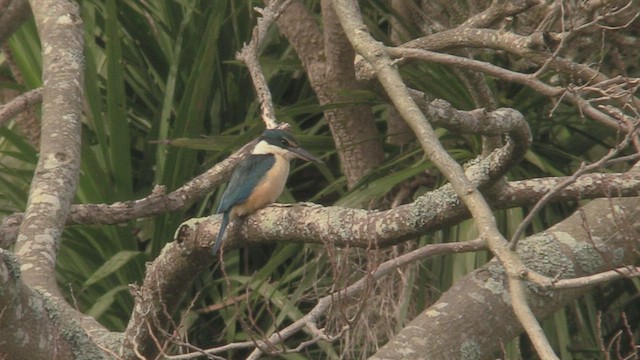 Sacred Kingfisher - ML463608451