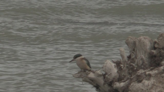 Sacred Kingfisher - ML463610471