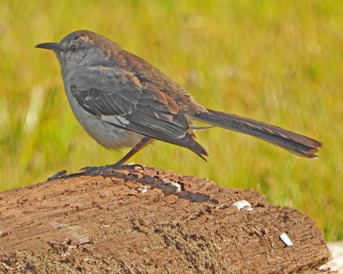 Northern Mockingbird - Aubrey Merrill