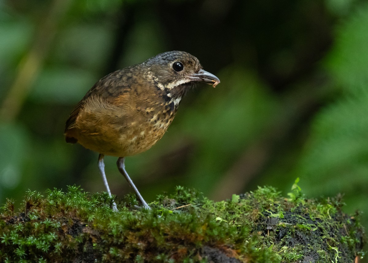 Scaled Antpitta - ML463613121