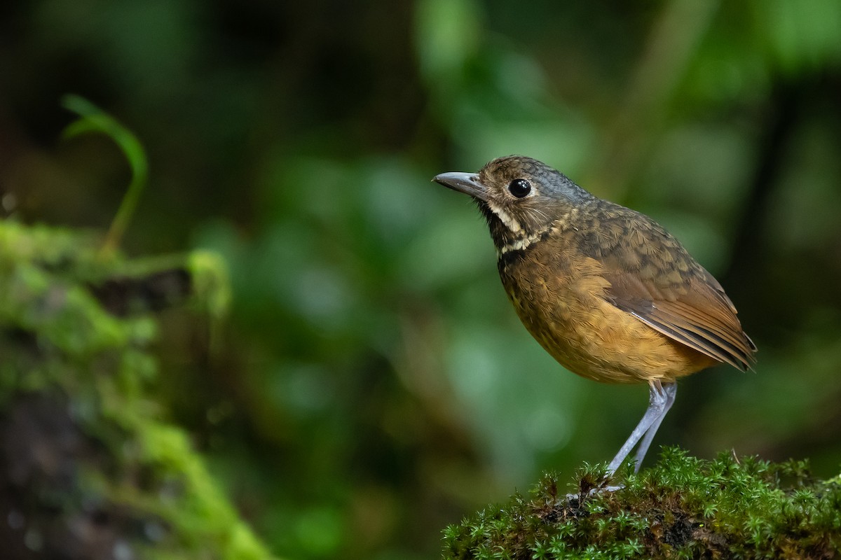 Scaled Antpitta - ML463613191