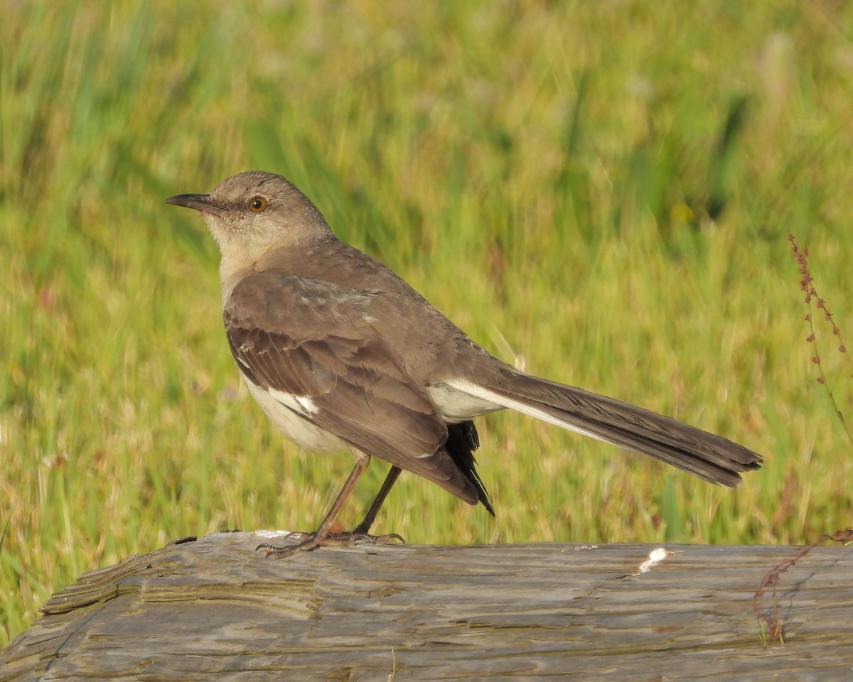 Northern Mockingbird - Aubrey Merrill