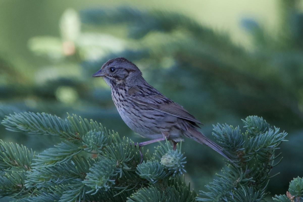 Lincoln's Sparrow - ML463615071