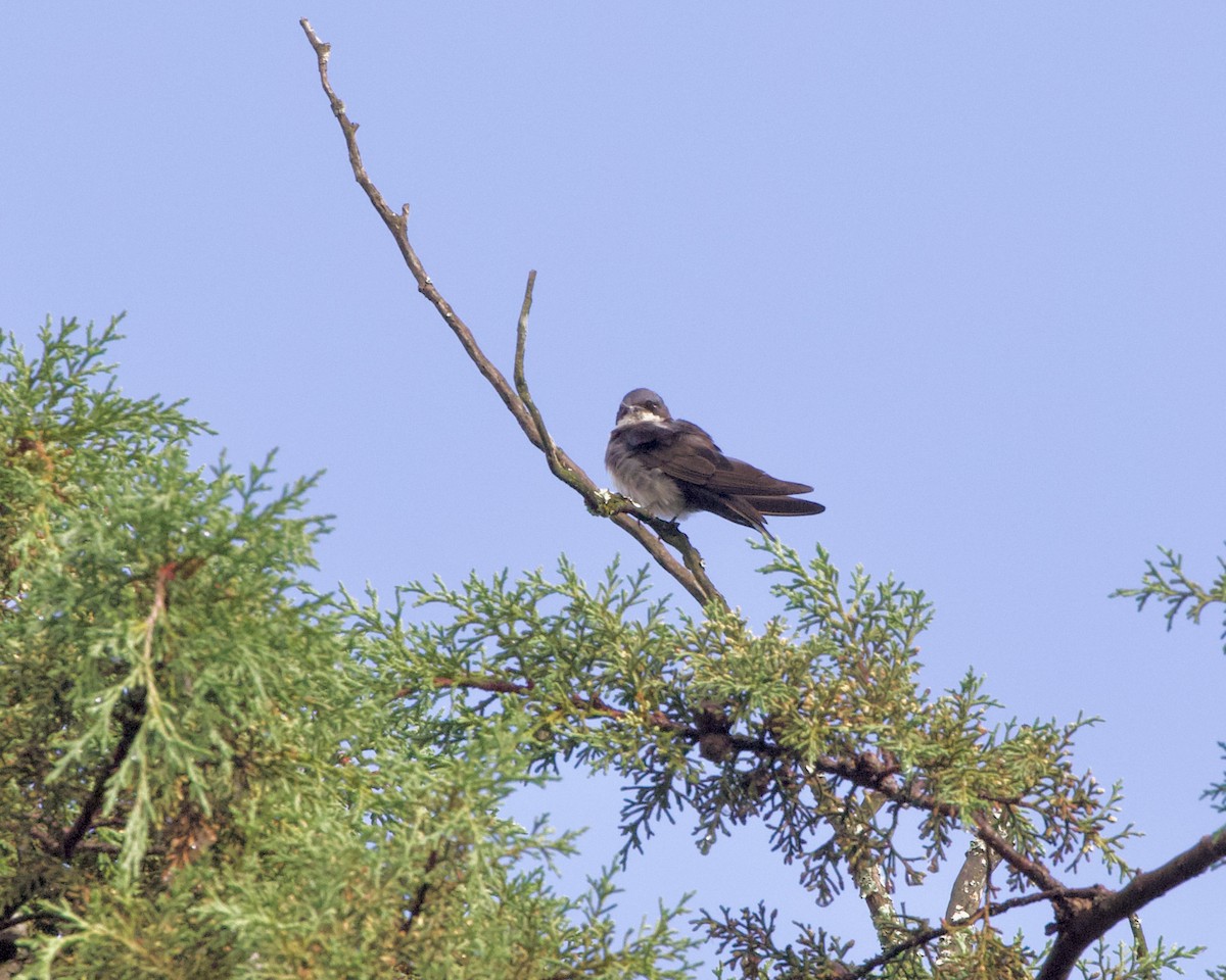 Blue-and-white Swallow - ML463615081