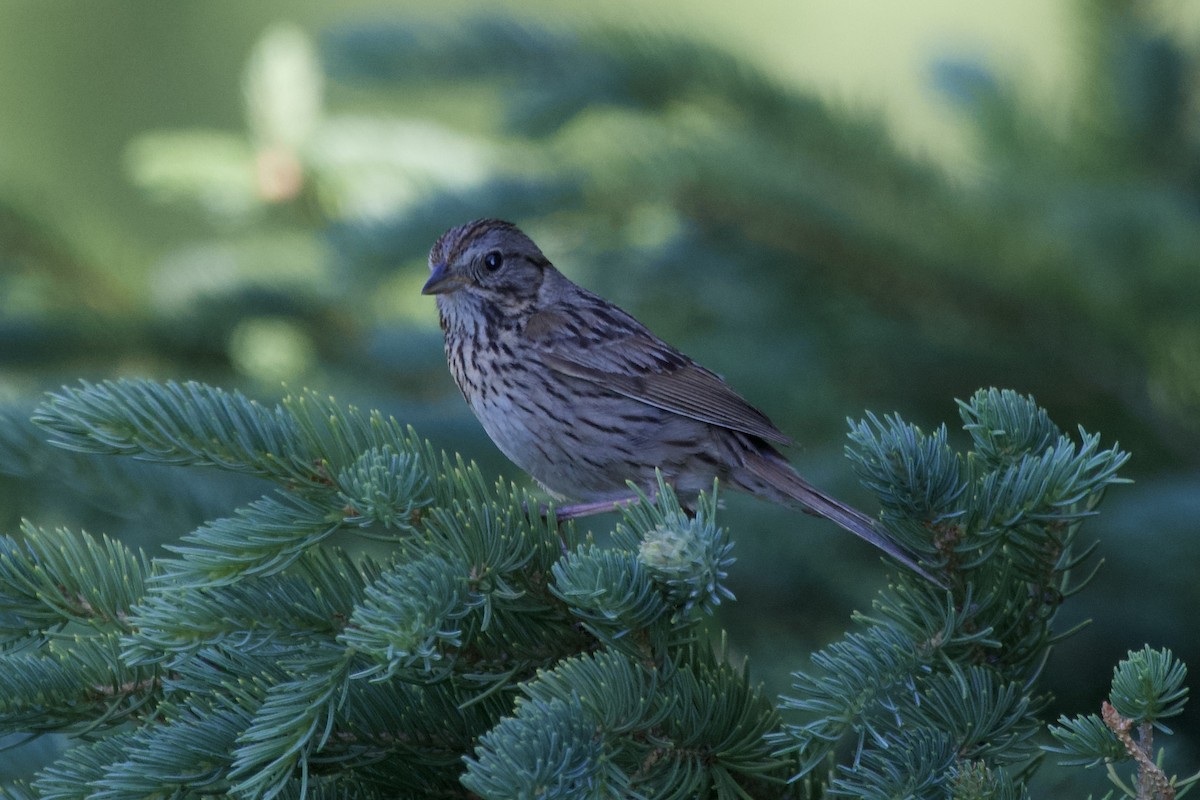 Lincoln's Sparrow - ML463615091