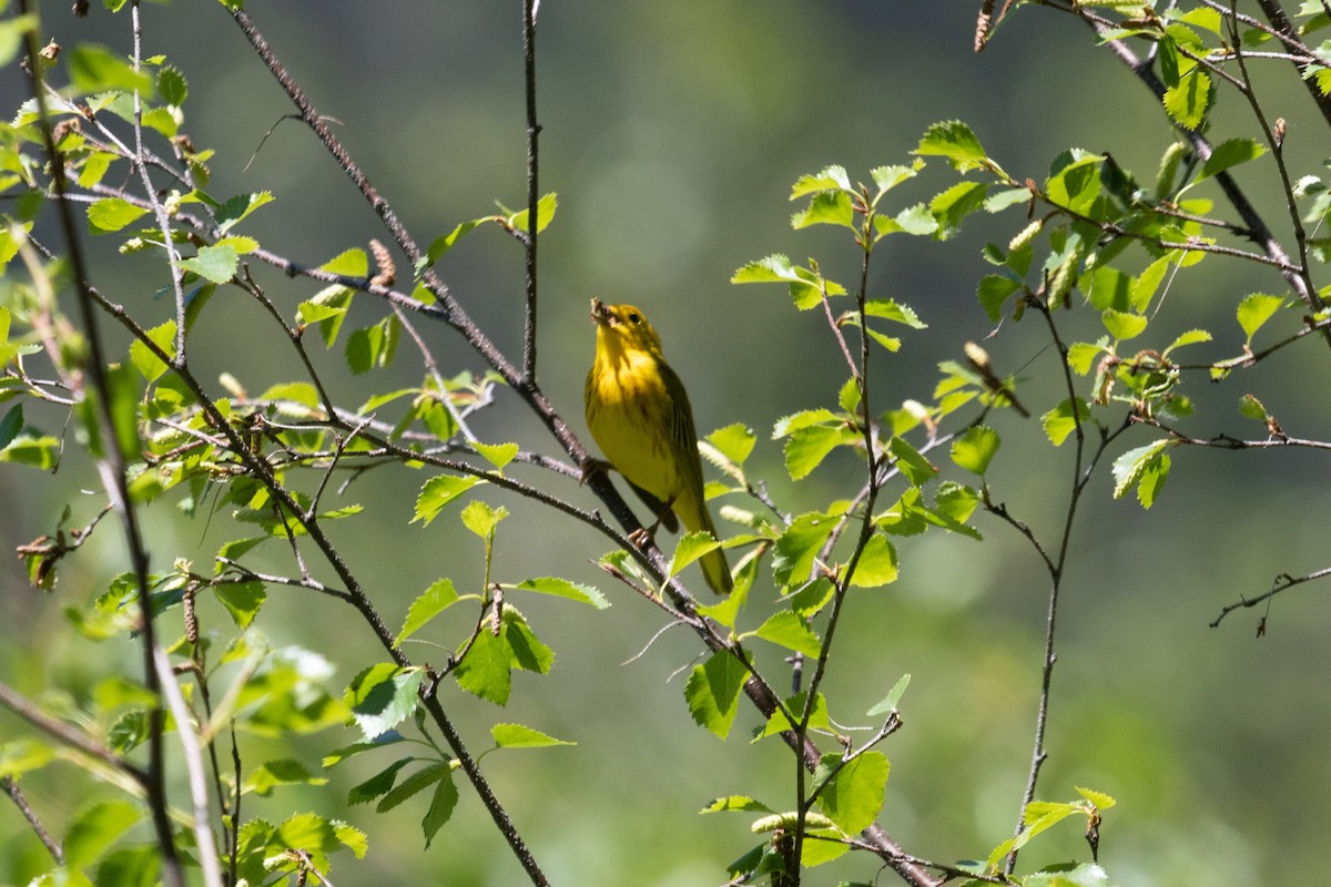 Yellow Warbler - ML463616361