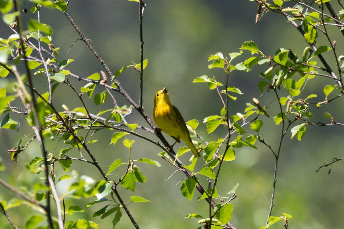 Yellow Warbler - ML463616411