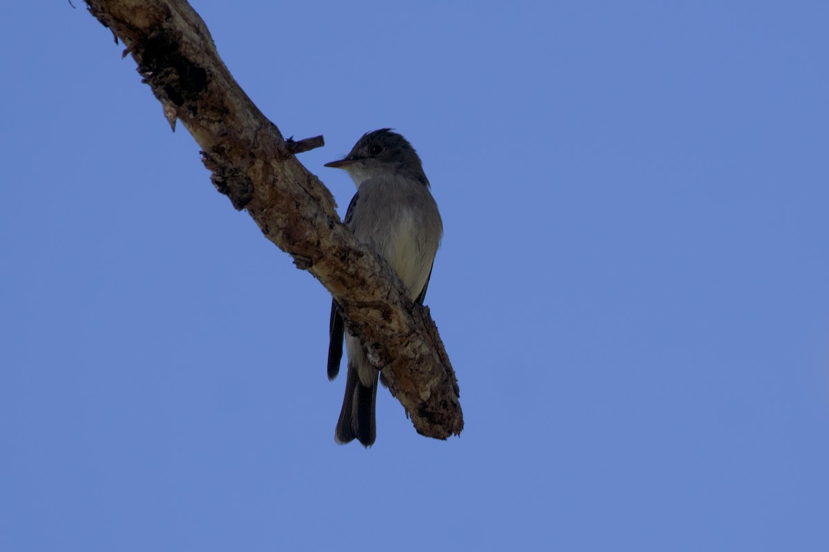 Western Wood-Pewee - ML463616441