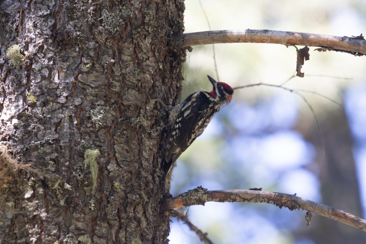 Red-naped Sapsucker - ML463616581