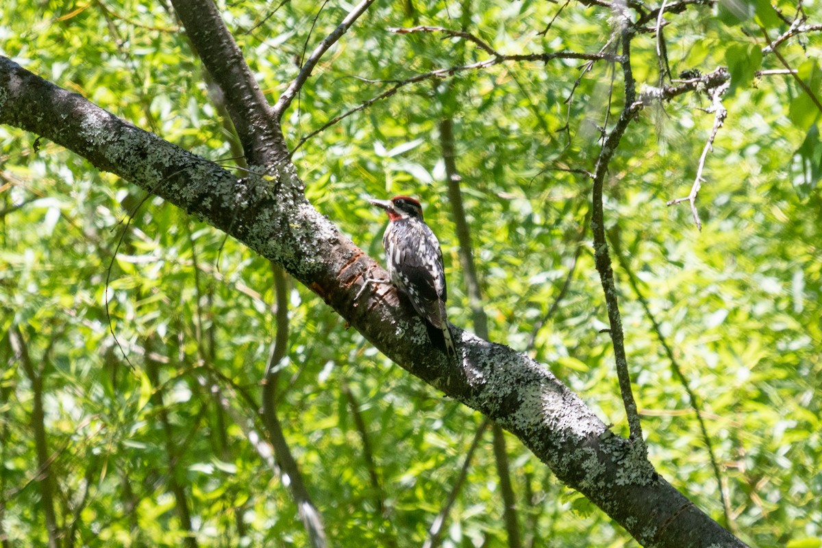 Red-naped Sapsucker - Rebecca Marschall