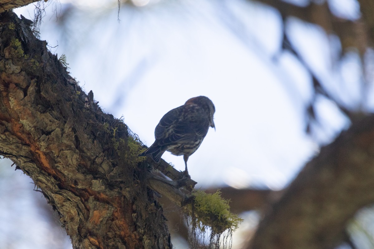 Red Crossbill - Rebecca Marschall