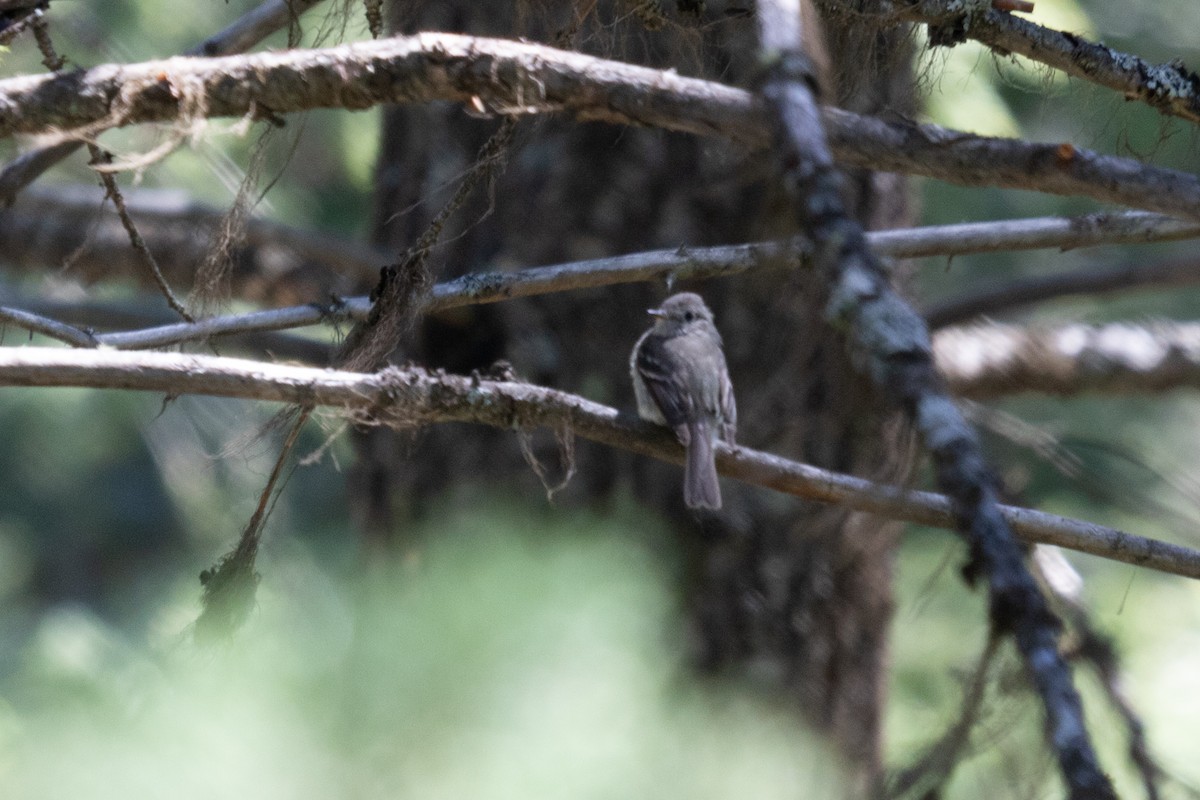 Dusky Flycatcher - ML463618151