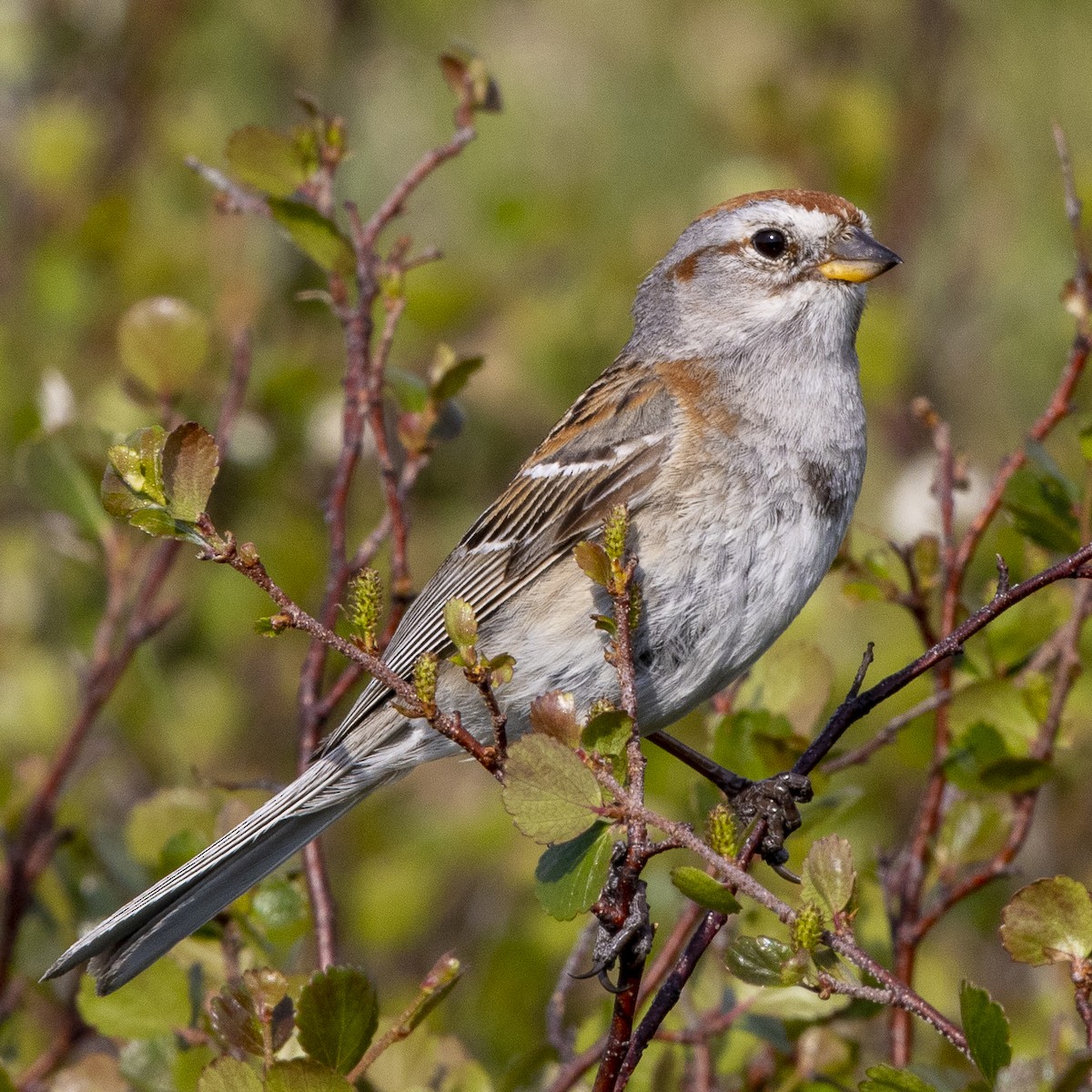 American Tree Sparrow - Bill Carpenter