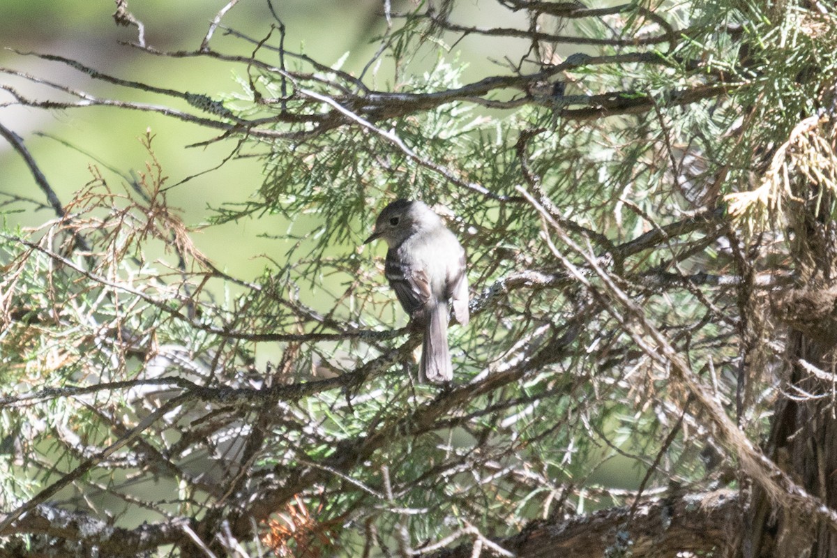 Dusky Flycatcher - ML463618581