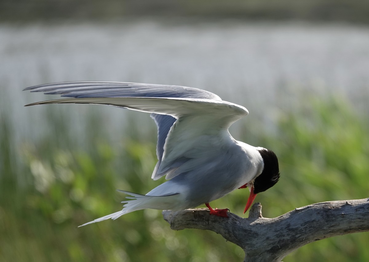 Arctic Tern - Judith White