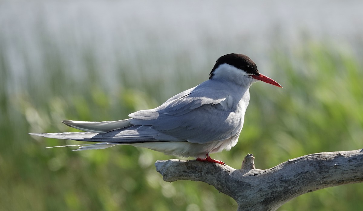 Arctic Tern - Judith White
