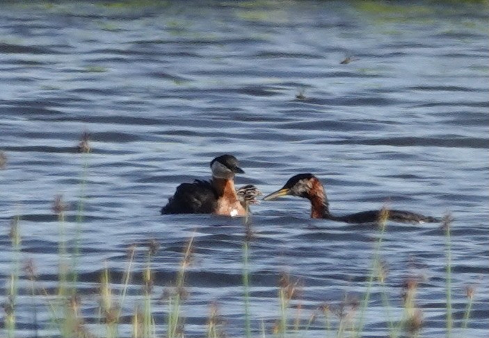 Red-necked Grebe - ML463619411
