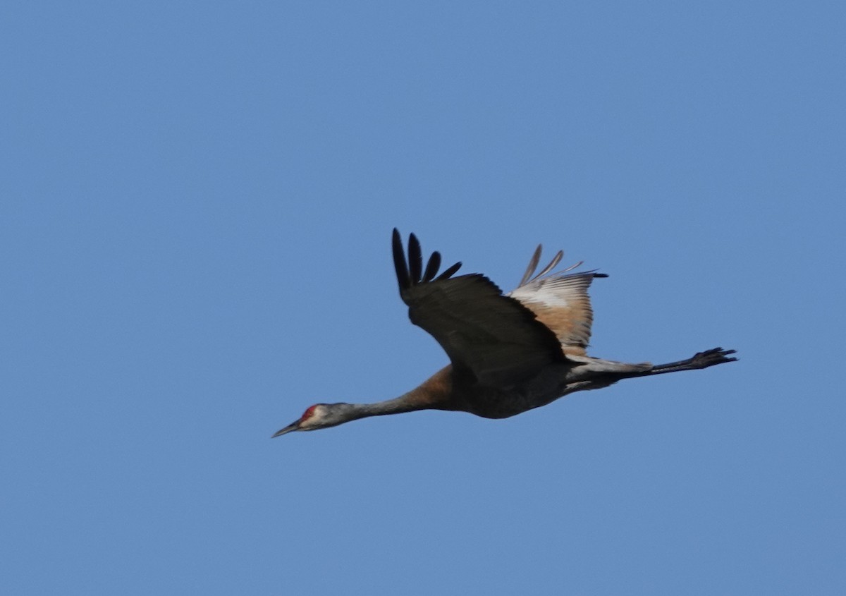 Grulla Canadiense - ML463619481