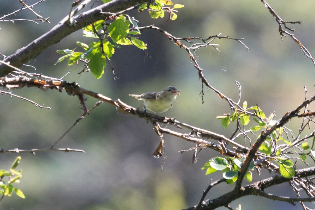 Warbling Vireo - ML463620531