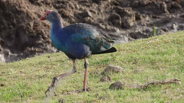 Gray-headed Swamphen - ML463620701