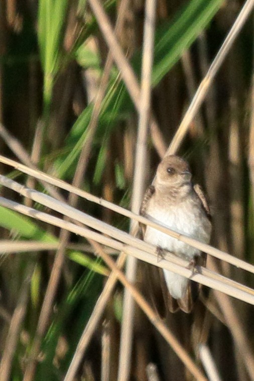 Northern Rough-winged Swallow - ML463620791