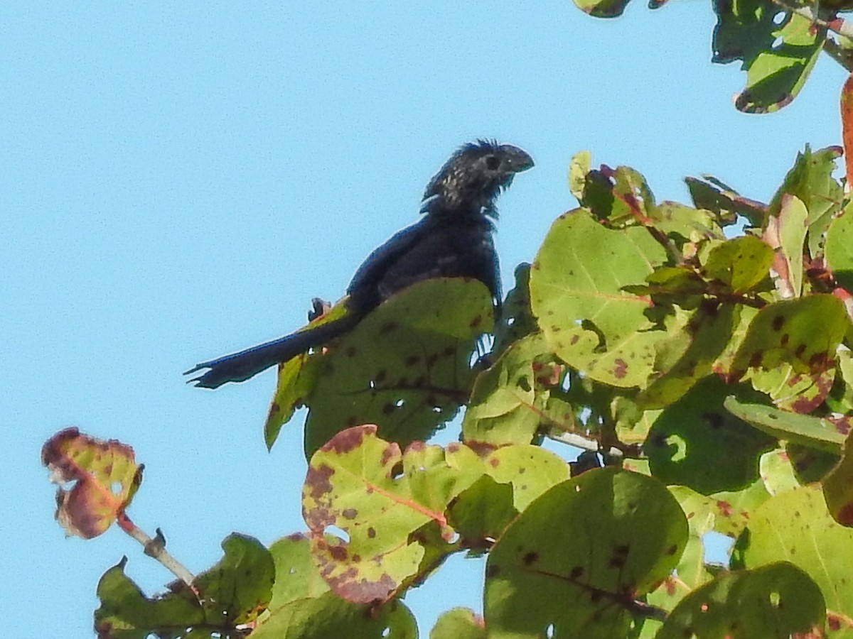 Smooth-billed Ani - ML46362141