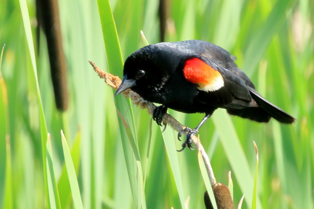 Red-winged Blackbird - ML463621521