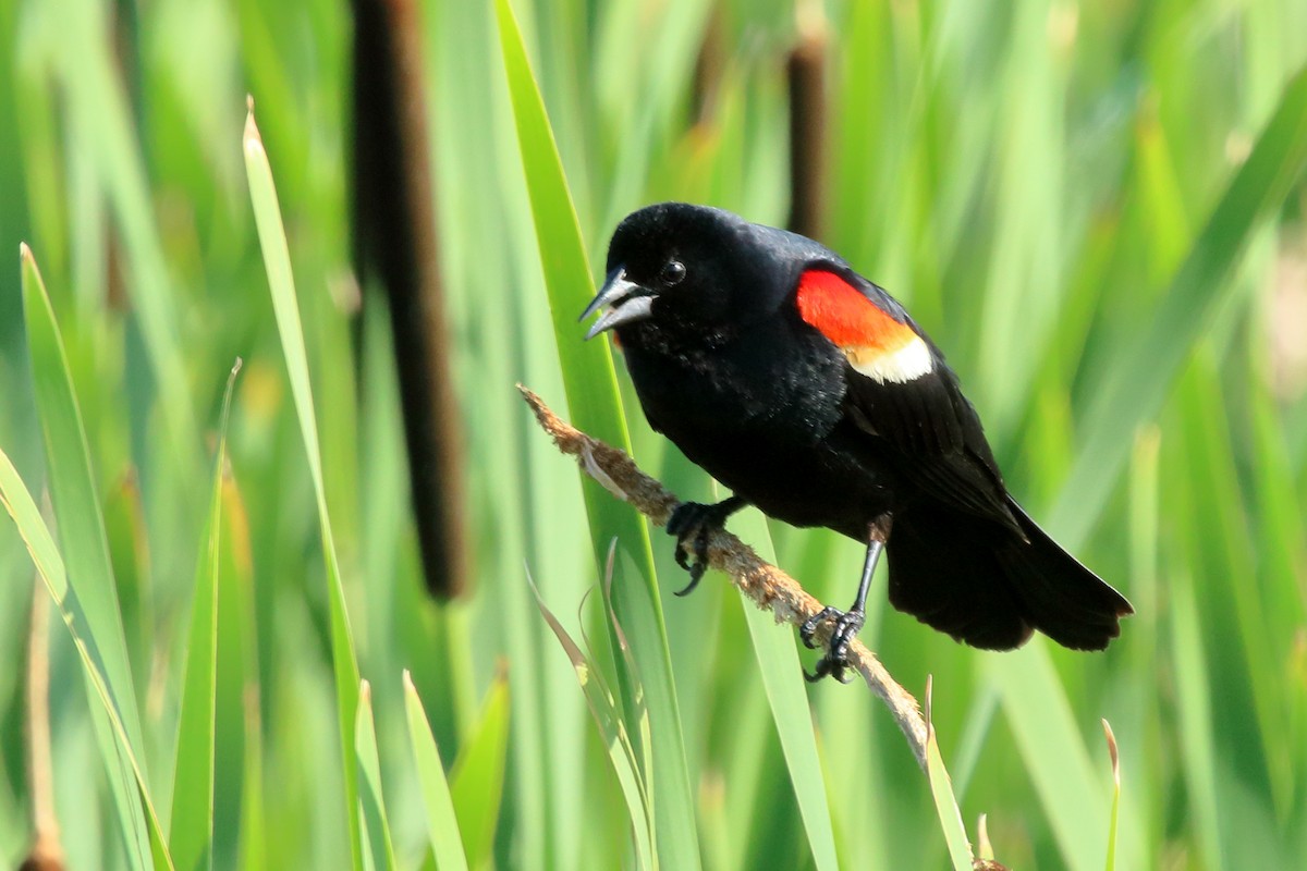 Red-winged Blackbird - ML463621531